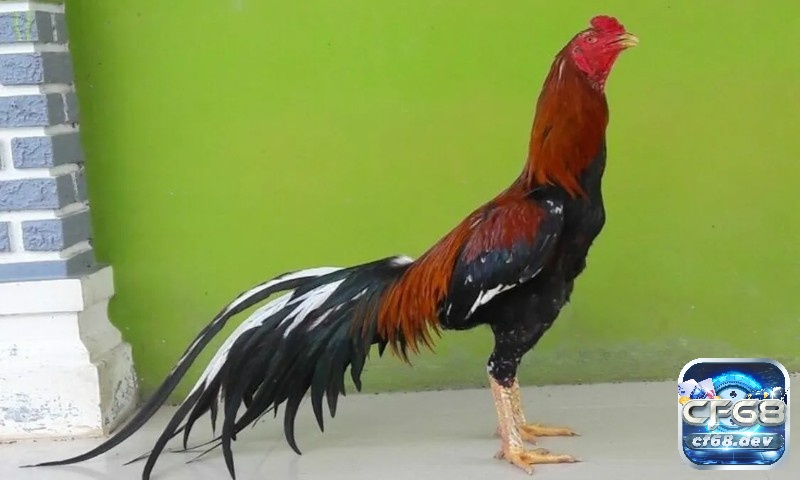 Một chú gà chọi con có tiềm năng tốt