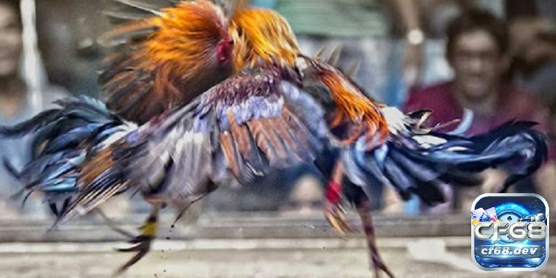 Luật chơi đá gà