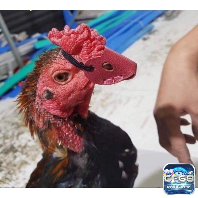 Nên bịt mỏ gà chọi khi nhốt theo bầy đàn hoặc khi chúng bị tổn thương nhằm hạn chế những thương tích không mong muốn