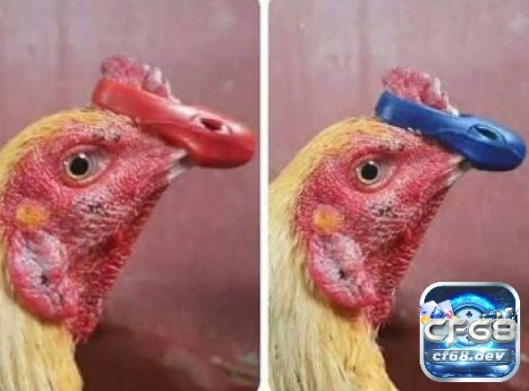 Khi bịt mỏ bằng nhựa thường được thiết kế ôm sát mỏ, nhưng khá khó khi tháo ra