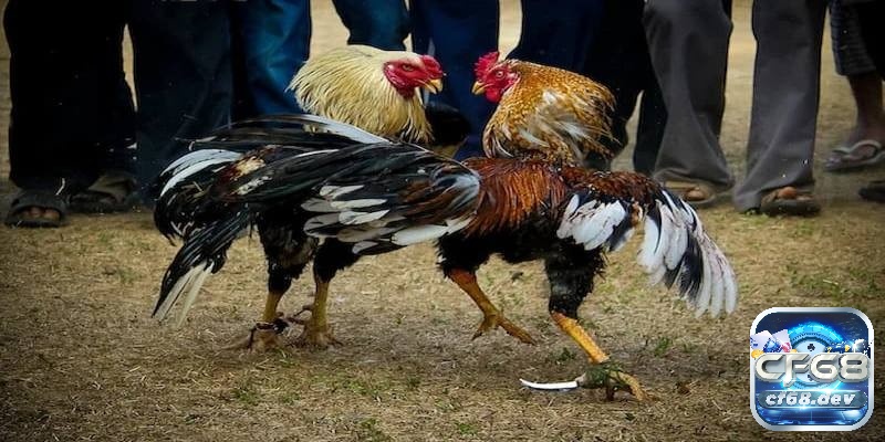 Đá gà cựa dao nơi các chiến kê được trang bị thêm cựa dao nhằm đem lại những giây phút hồi hộp và đầy tính căng thẳng