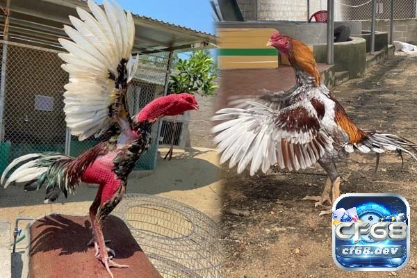 Đá gà chọi là cuộc so tài giữa những chiến kê, nhằm phân thắng thua qua các đòn đánh và sức bền 