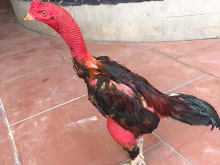 Đá gà chọi là gì? Cách thức đặt cược và mẹo hay từ cao thủ