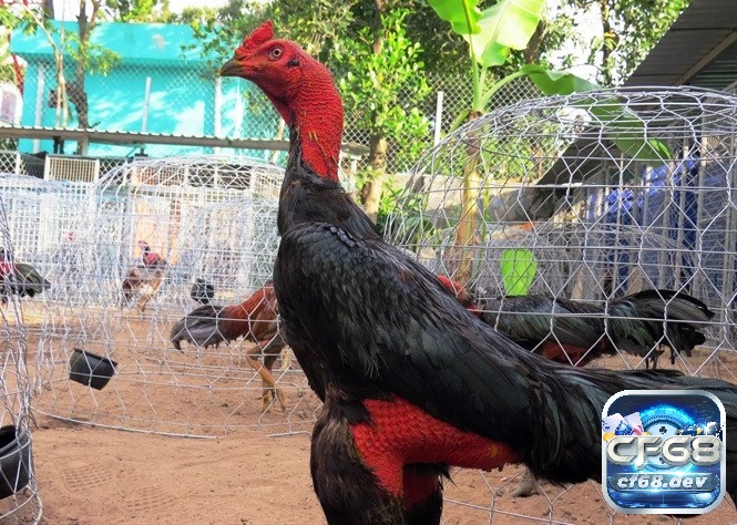 Trước khi cho chiến kê tham chiến anh em cần kiểm tra thể lực của chúng tránh để sai sót không đáng có