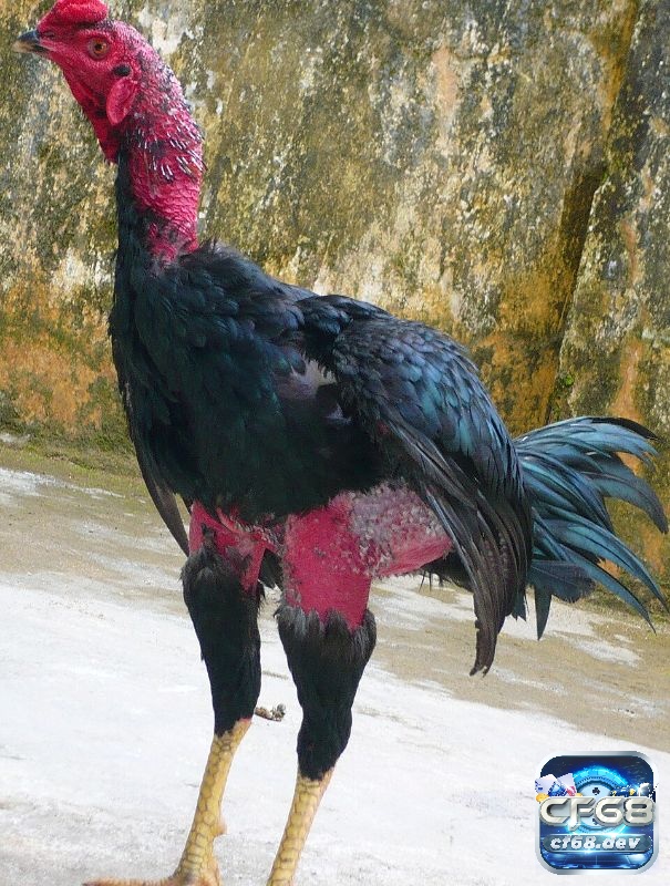 Việc chọn giống gà đặc biệt quan trọng quyết định đến kết quả của trận đấu