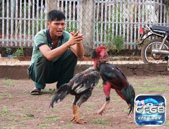 Huấn luyện đúng phương pháp giúp cho chiến kê có thêm các kỹ năng để tham gia thực chiến