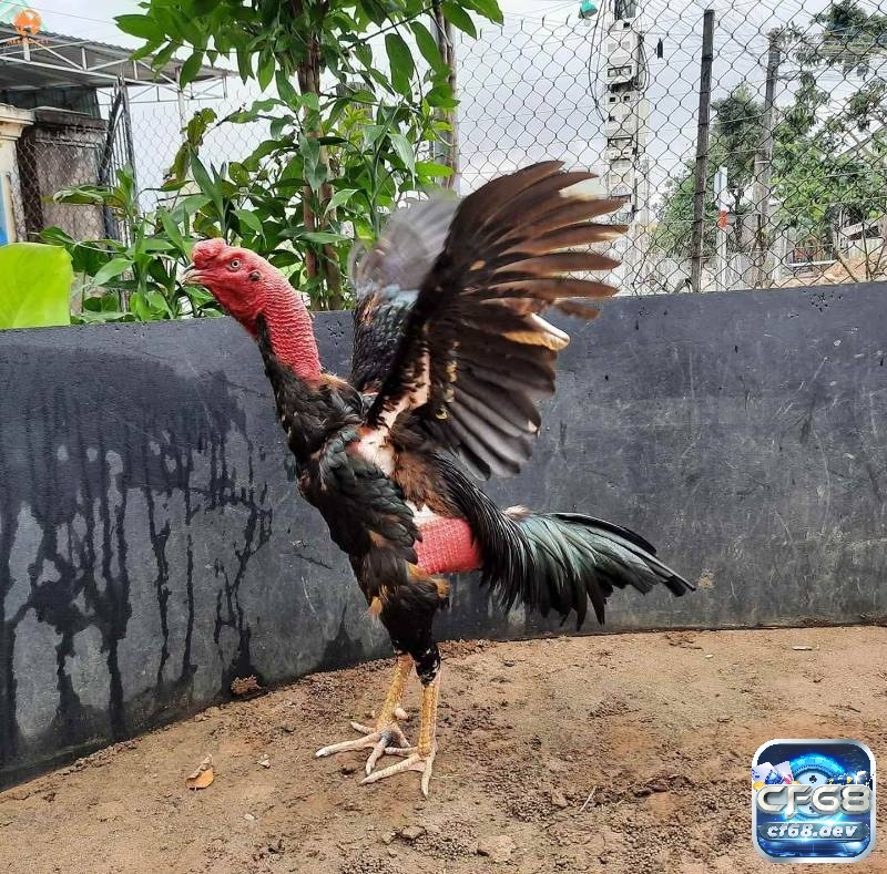 Mỗi trận đấu thường tính theo hiệp, mỗi hiệp khoảng 15- 20 phút để chiến kê phục hồi tiếp tục thi đấu