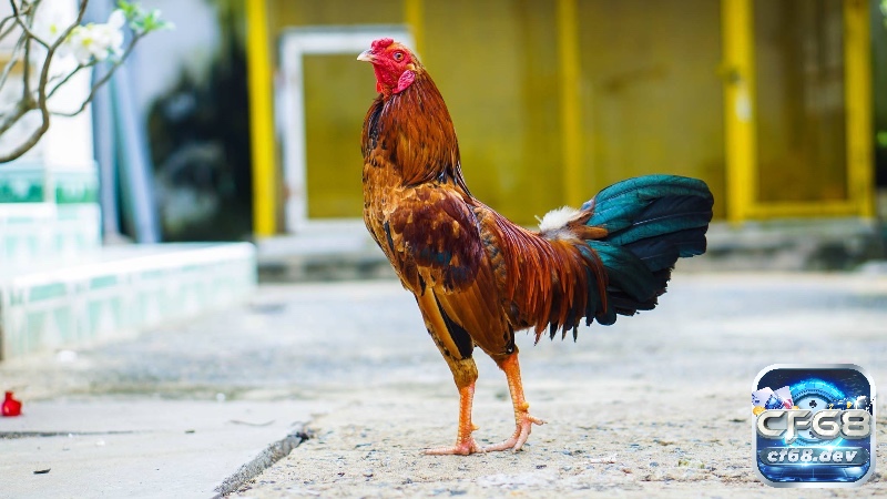 Với kích thước nhỏ nhắn nhưng sức bền và tốc độ đáng kinh ngạc khi thi đấu mang lại trận đấu đầy kịch tích