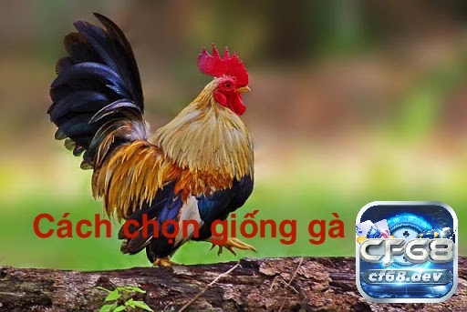 Chọn được giống gà tre đá tốt là một phần quan trọng giúp anh em dễ dàng chiến thắng