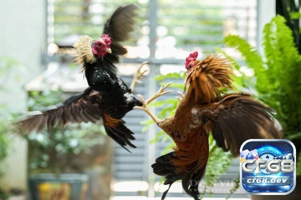 Luật chơi đá ga tre đơn giản và chi tiết nhất dành cho anh em kê thủ