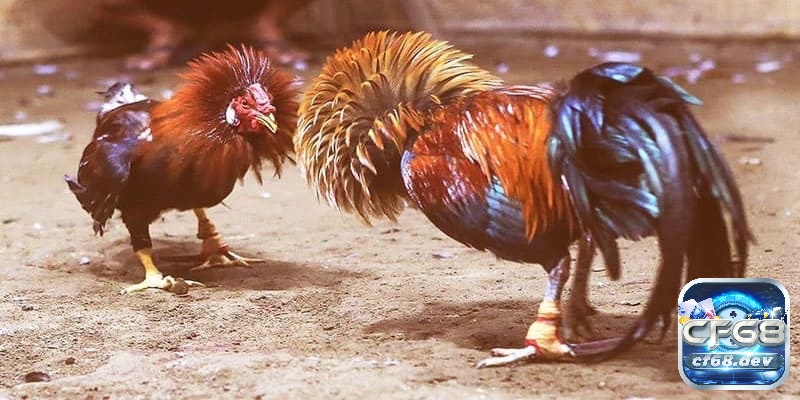 So với các giống gà khác thì gà tre này có lợi thế về sự nhanh nhẹn và kỹ thuật tấn công tinh tế nhiều hơn