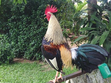 Đá gà tre là gì? Cách chọn giống và luật chơi luôn thắng