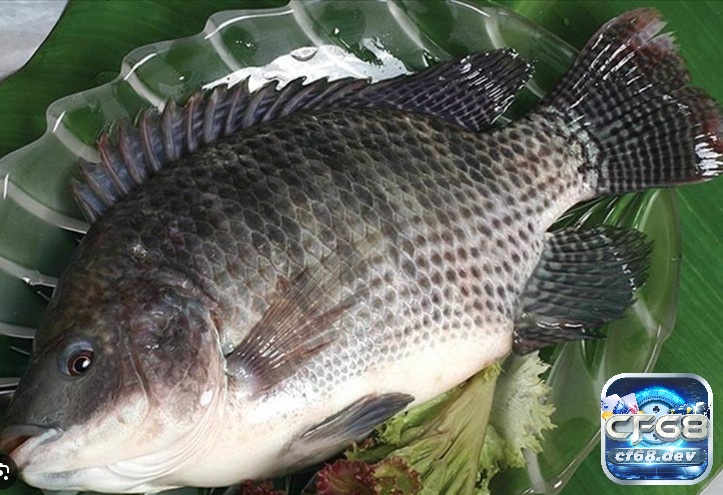 Mơ thấy cá rô giúp bạn làm giàu nhanh chóng 