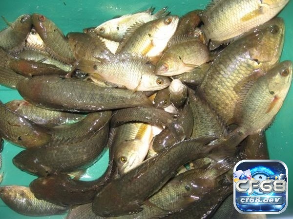 Giấc mơ mang tới ý nghĩa sâu xa trong cuộc sống 