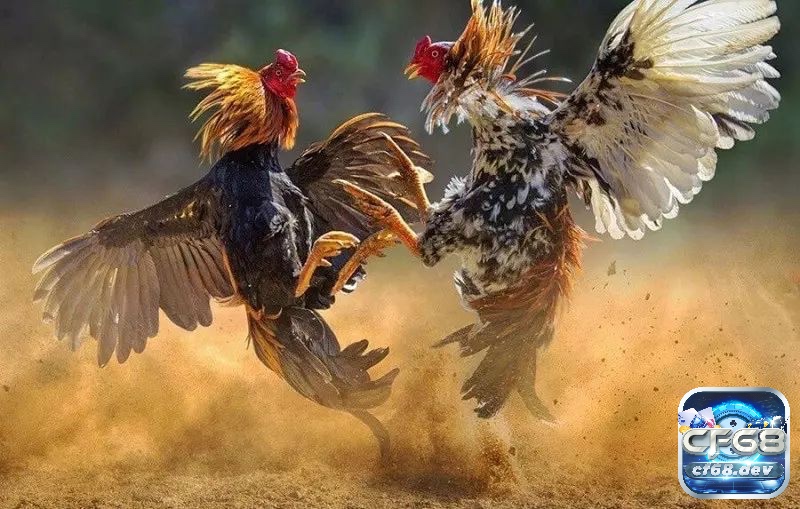 Sẽ có nhiều hình thức cực khác nhau để anh em có thể lựa chọn trải nghiệm
