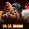 Đá gà Thomo là gì? Khám phá chi tiết A-Z cho anh em tân thủ