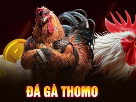 Đá gà Thomo là gì? Khám phá chi tiết A-Z cho anh em tân thủ