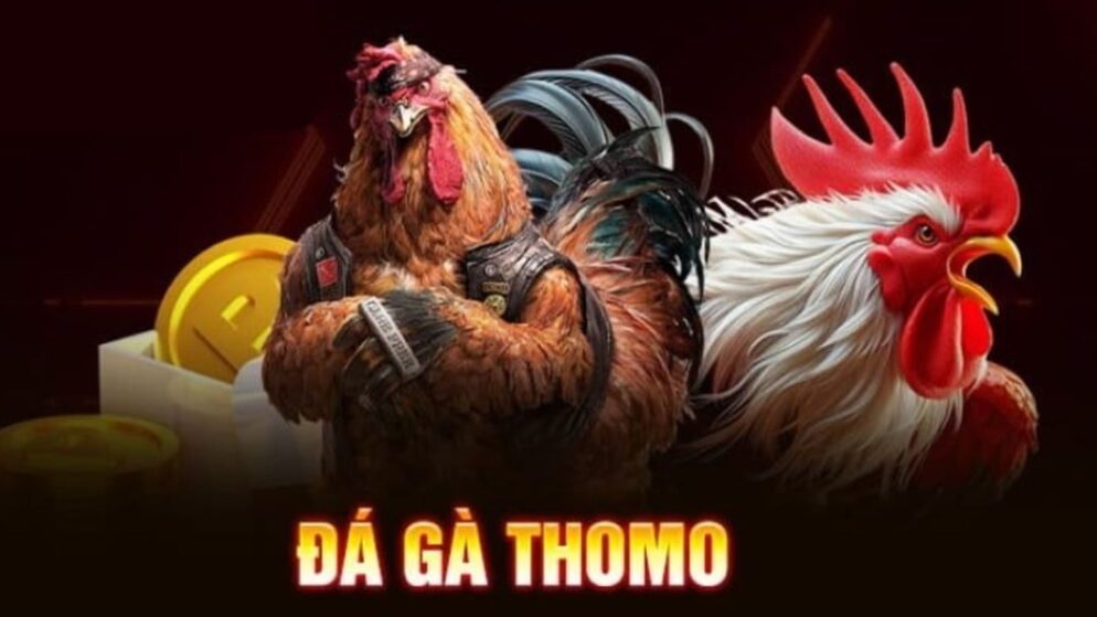 Đá gà Thomo là gì? Khám phá chi tiết A-Z cho anh em tân thủ
