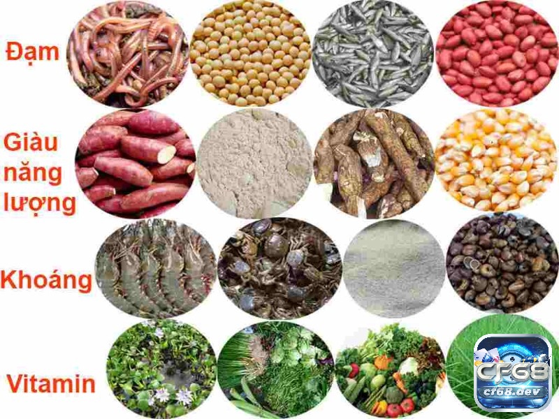 Ngoài việc sử dụng thuốc ra thì anh em cần kết hợp chế độ ăn dinh dưỡng đầy đủ chất cho gà của mình