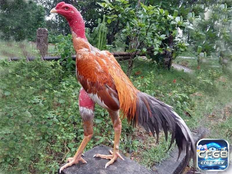 Anh em cần theo dõi sát biểu hiện của gà để kịp thời xử lý nếu có triệu chứng như bỏ ăn, thở gấp, nóng người hoặc lờ đờ