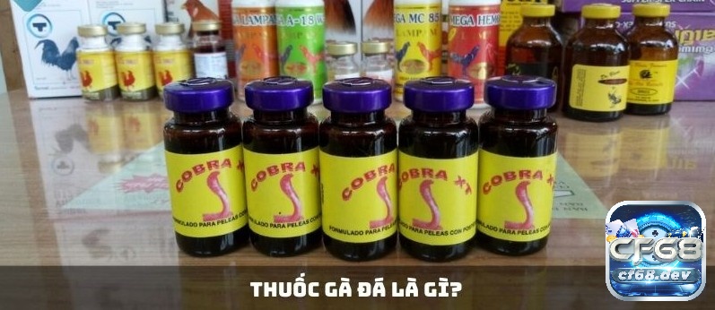 Thuốc gà đá là yếu tố quan trọng giúp chiến kê tăng cường được sức khỏe, bền bỉ và duy trì phong độ trong quá trình thi đấu