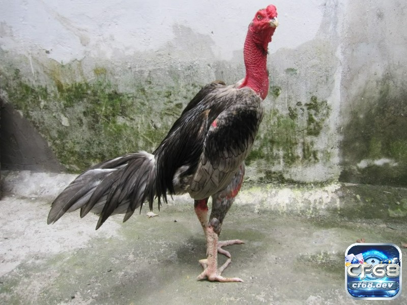 Gà đòn miền Bắc lì đòn, gà cựa miền Nam nhanh sắc bén, mỗi loại mang phong cách riêng