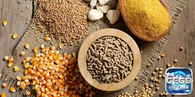Thức ăn thay đổi theo giai đoạn từ gà con đến trưởng thành, tối ưu thể lực thi đấu