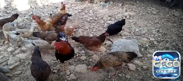 Kinh nghiệm nuôi gà đá thành công đòi hỏi kiến thức, kiên nhẫn và sự tận tâm trong từng bước chăm sóc