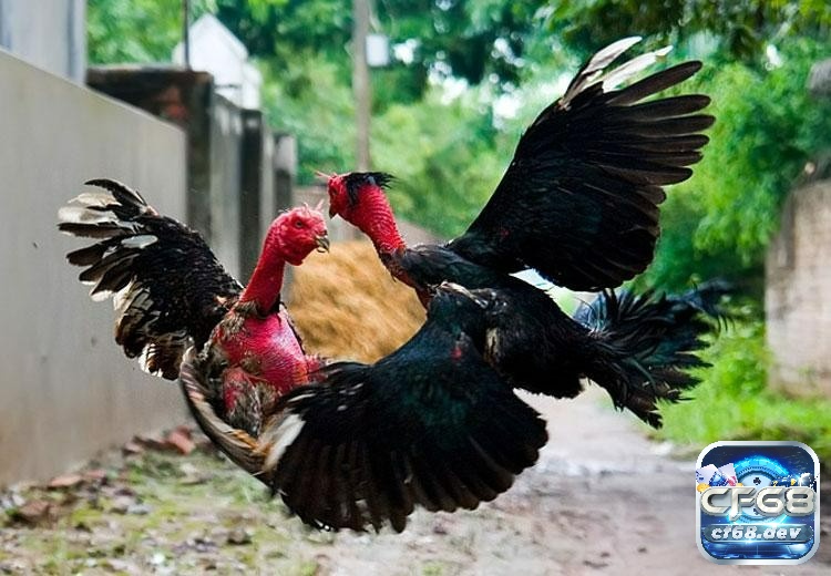 Kinh nghiệm nuôi gà đá - Chọn giống tốt ngay từ đầu giúp hành trình nuôi dưỡng và huấn luyện chiến kê thuận lợi hơn