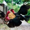 Kinh nghiệm nuôi gà đá hiệu quả từ các chuyên gia tại Việt Nam