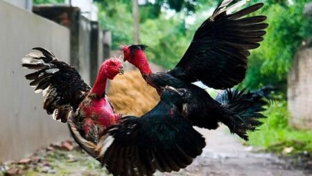 Kinh nghiệm nuôi gà đá hiệu quả từ các chuyên gia tại Việt Nam