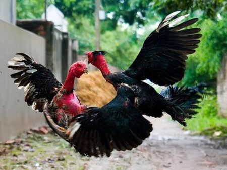 Kinh nghiệm nuôi gà đá hiệu quả từ các chuyên gia tại Việt Nam