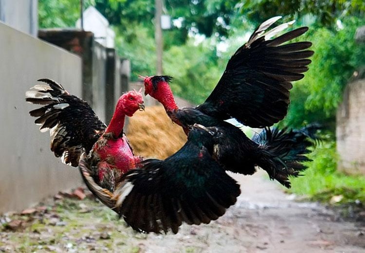 Kinh nghiệm nuôi gà đá hiệu quả từ các chuyên gia tại Việt Nam
