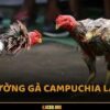 Trường gà Campuchia – Top 5 địa điểm nổi tiếng nhất 2025