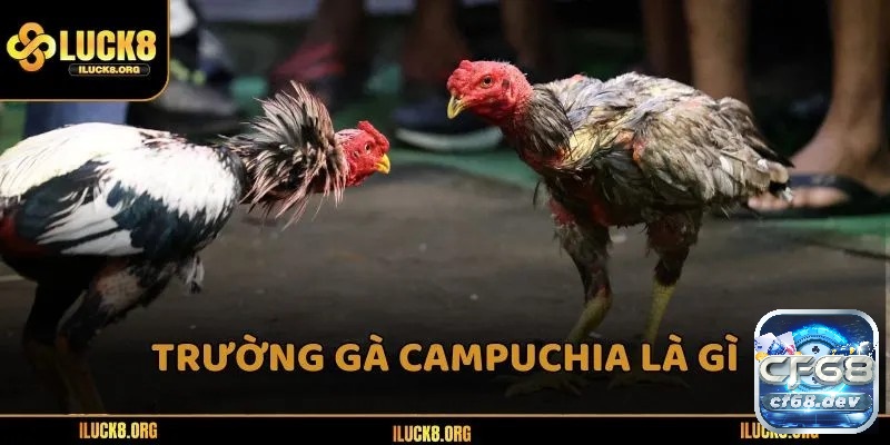 Tìm hiểu trường gà campuchia đã hoạt động lâu đời và đại diện như một lễ hội và lễ nghi tôn giáo