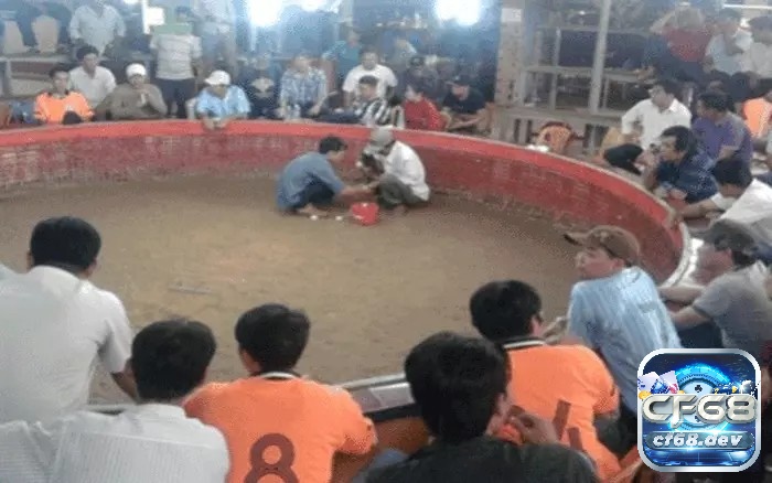 Trường gà Battambang thường xuyên tổ chức vào các ngày trong tuần và có quy mô lớn hơn vào cuối tuần