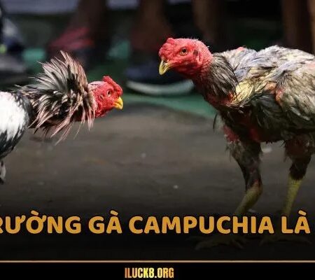 Trường gà Campuchia – Top 5 địa điểm nổi tiếng nhất 2025