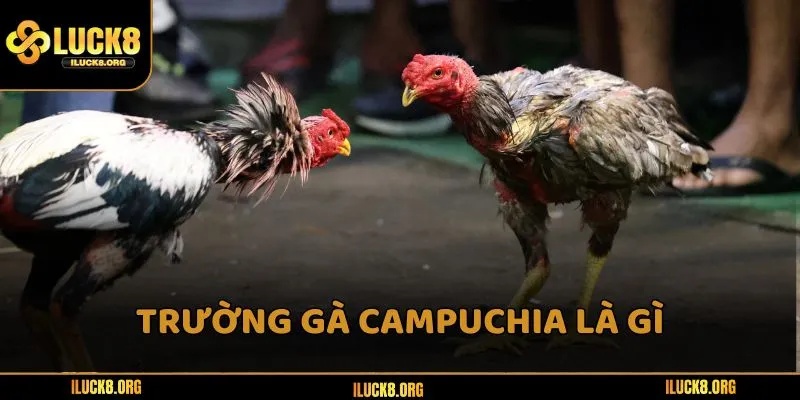 Trường gà Campuchia – Top 5 địa điểm nổi tiếng nhất 2025