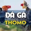 Trường gà Thomo – Hướng dẫn chi tiết và kinh nghiệm 2025