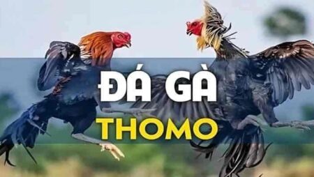Trường gà Thomo – Hướng dẫn chi tiết và kinh nghiệm 2025