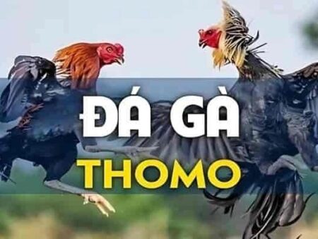 Trường gà Thomo – Hướng dẫn chi tiết và kinh nghiệm 2025