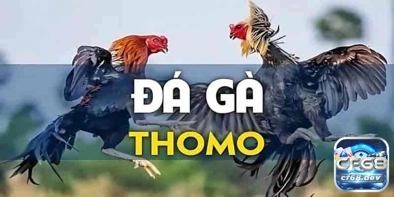 Trường gà thomo nổi bật với chất lượng hình ảnh và âm thanh vượt trội so với nhiều nền tảng khác