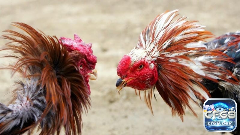 Thành công trường gà thomo phụ thuộc khả năng phân tích, đánh giá chính xác yếu tố ảnh hưởng đến kết quả trận đấu