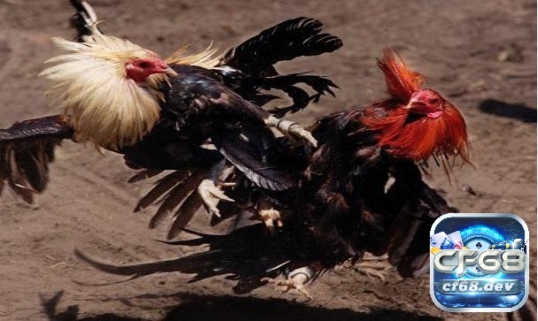 Yếu tố tâm lý đóng vai trò cực kỳ quan trọng trong trải nghiệm tại trường gà thomo