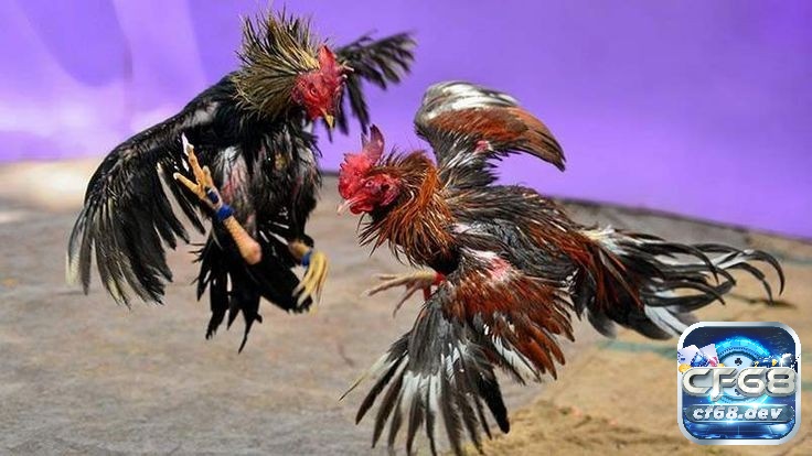 Cá cược đá gà tiềm ẩn rủi ro tài chính nghiêm trọng và có thể dẫn đến hậu quả pháp lý lớn.