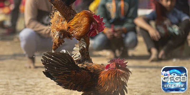 Hiểu các hình thức cá cược đá gà phổ biến sẽ giúp người chơi nhận diện cạm bẫy và giảm nguy cơ mất tiền, rủi ro nghiêm trọng.