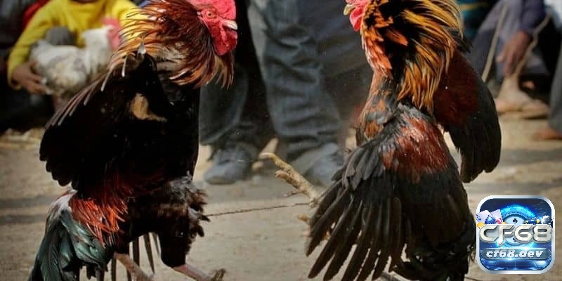 Cá cược đá gà trực tiếp tại sới tiềm ẩn rủi ro về tiền bạc, an ninh cá nhân và các hành vi phi pháp khác không thể lường trước.