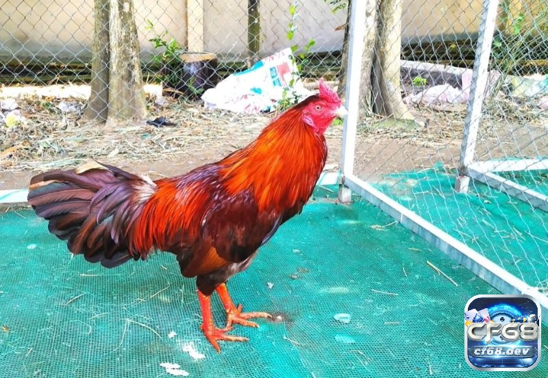 Thần thái và tính hung hăng tự nhiên giúp chiến kê bộc lộ bản lĩnh, ra đòn chính xác và trội hơn đối thủ trên chiếu.