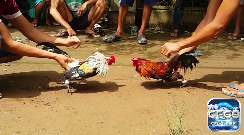 Chọn trại gà uy tín và tham khảo sư kê kinh nghiệm giúp bạn mua gà đá đúng chuẩn, vừa khỏe mạnh vừa có thần thái tốt.